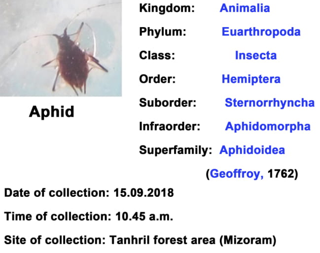 Aphid.jpg