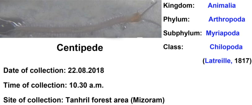 Centipedes.jpg