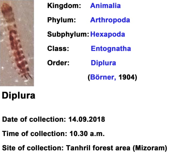 Diplura.jpg