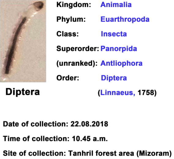 Diptera.jpg