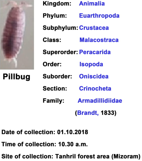 Pillbug.jpg