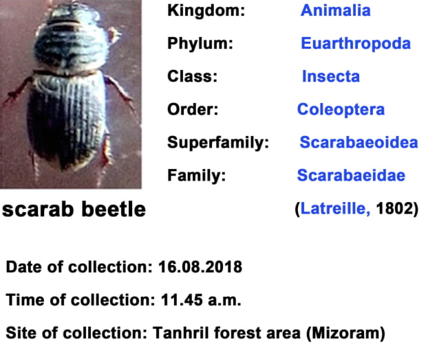 Scarab-beetle.jpg