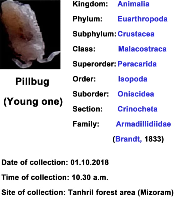 pillbug.jpg