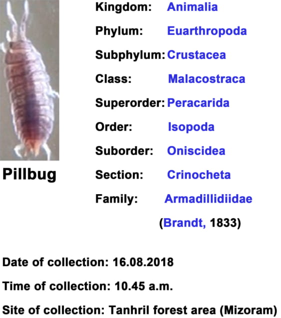 Pillbug-3.jpg