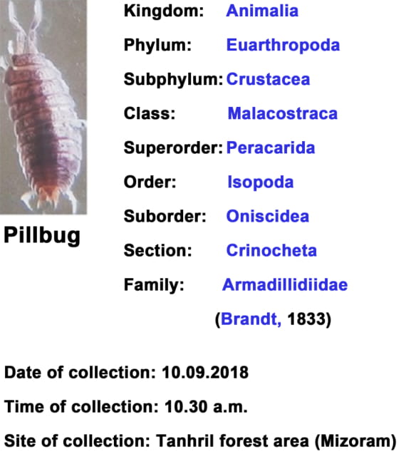 Pillbug-2.jpg