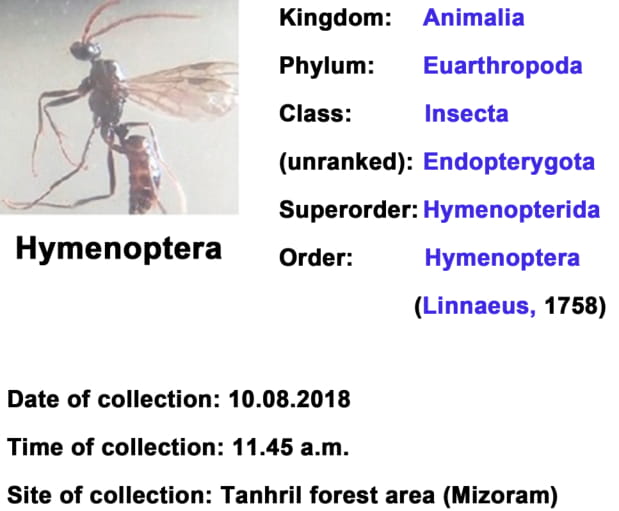 hymenoptera.jpg
