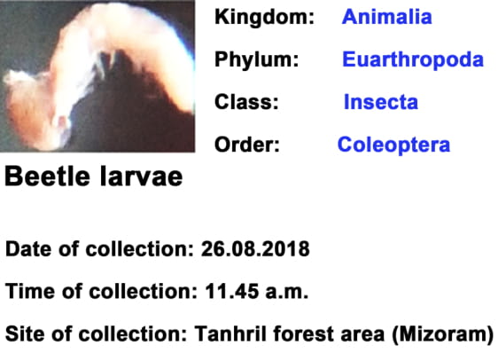 beetle-larvae.jpg