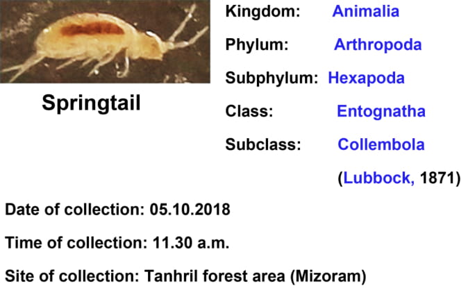 Springtail-4.jpg