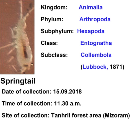 Springtail-3.jpg