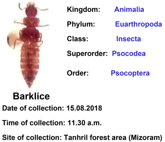 Barklice-5.jpg