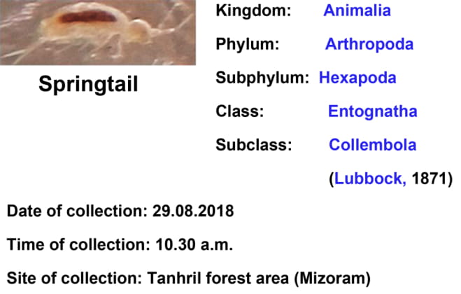 Springtail-2-1.jpg