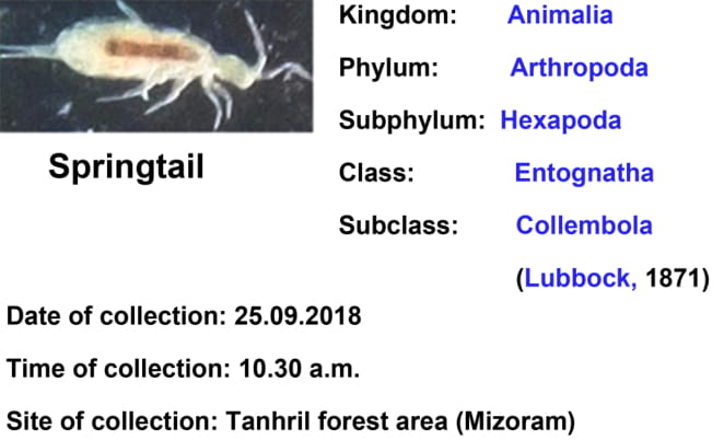 Springtail-4-1.jpg