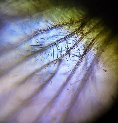 Insect_wing.jpg