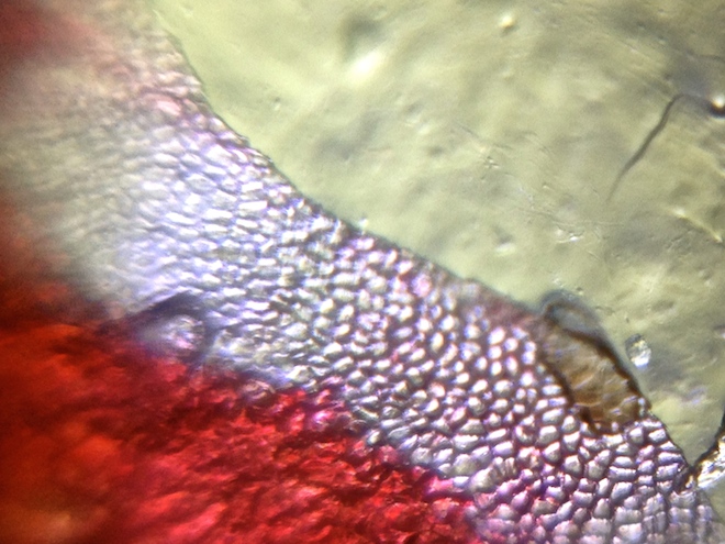 cells-closeup.jpg