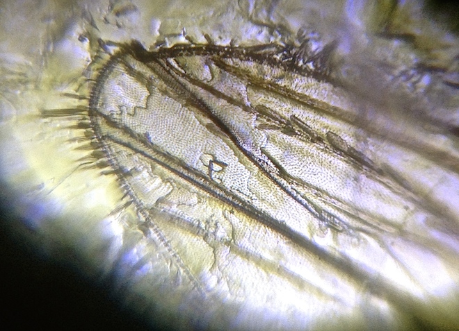 mosquito-wing1.jpg