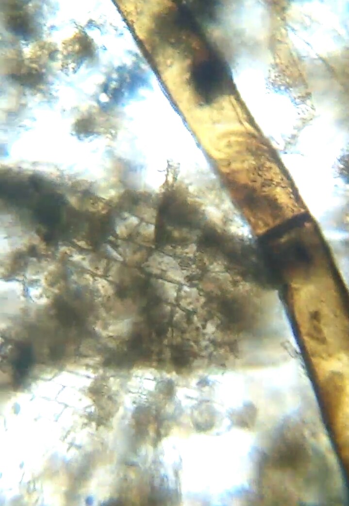 microphytes3.jpg