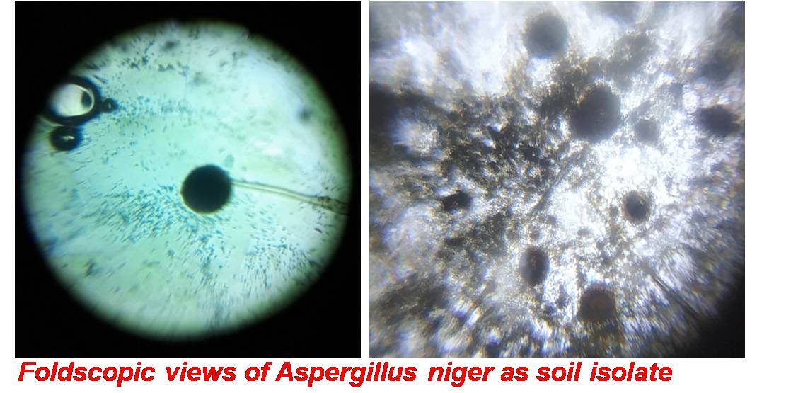 Aspergillus-niger-soil-isolate.jpg
