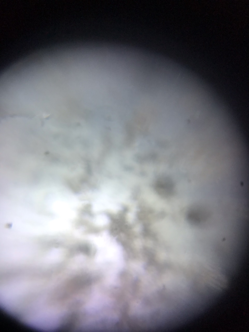 Foldscope-1.jpeg