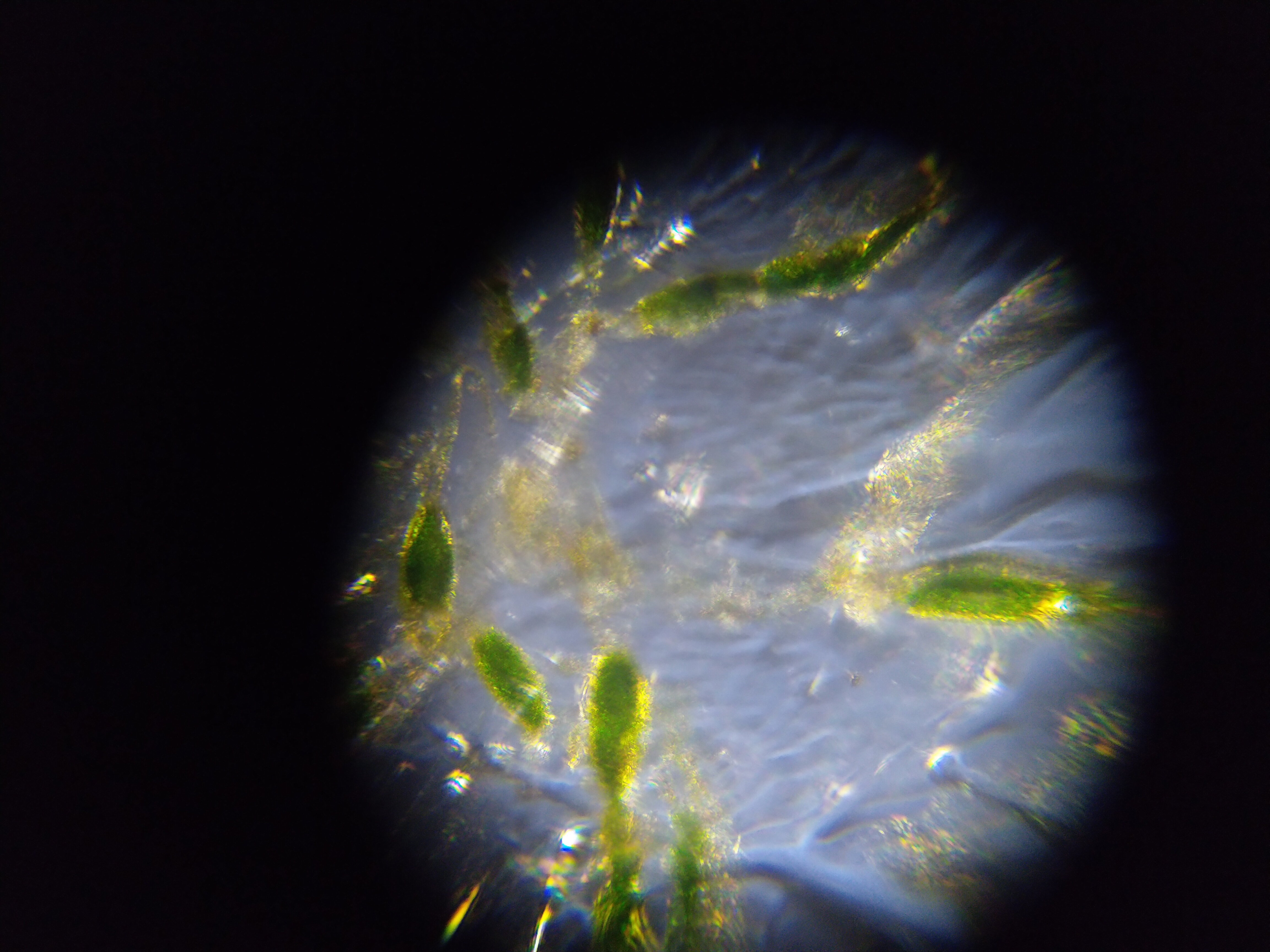 Gr-13_Algae.jpg