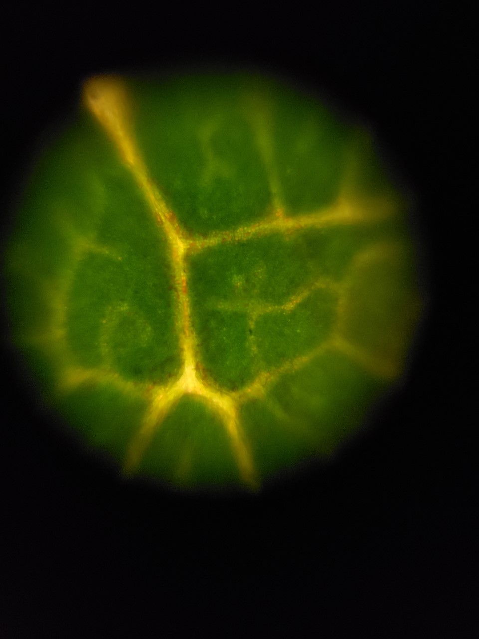 Foldscope-3.jpg