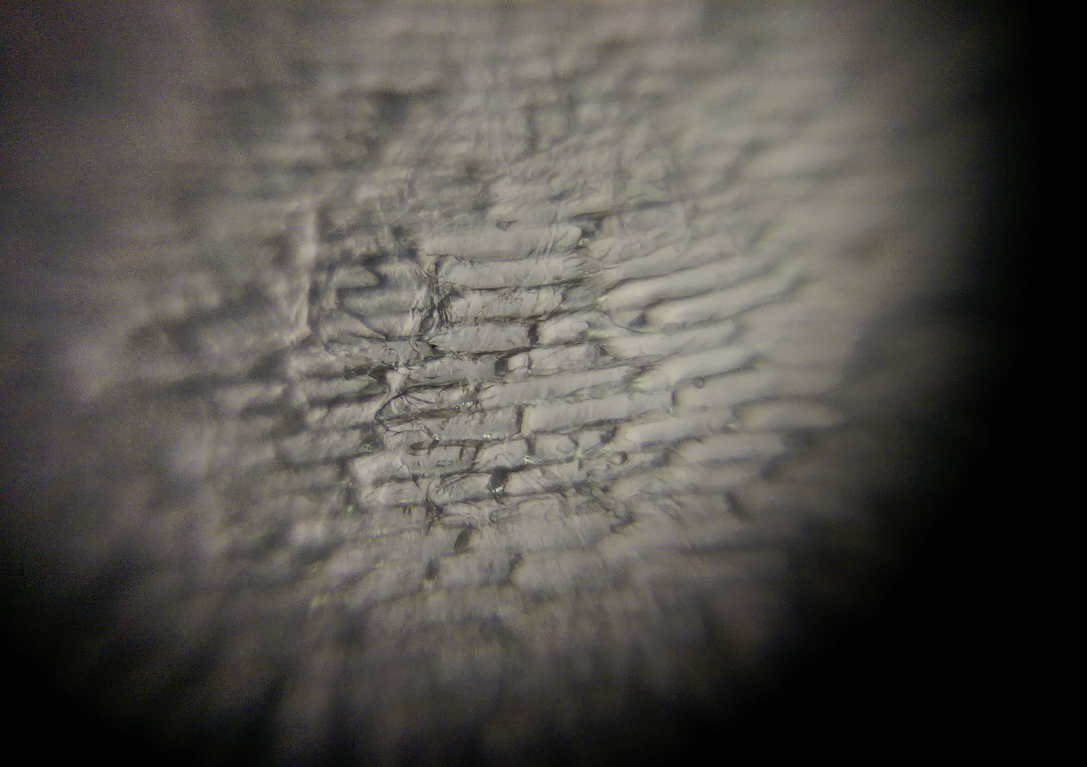 Onion-Tissue-Foldscope.jpg