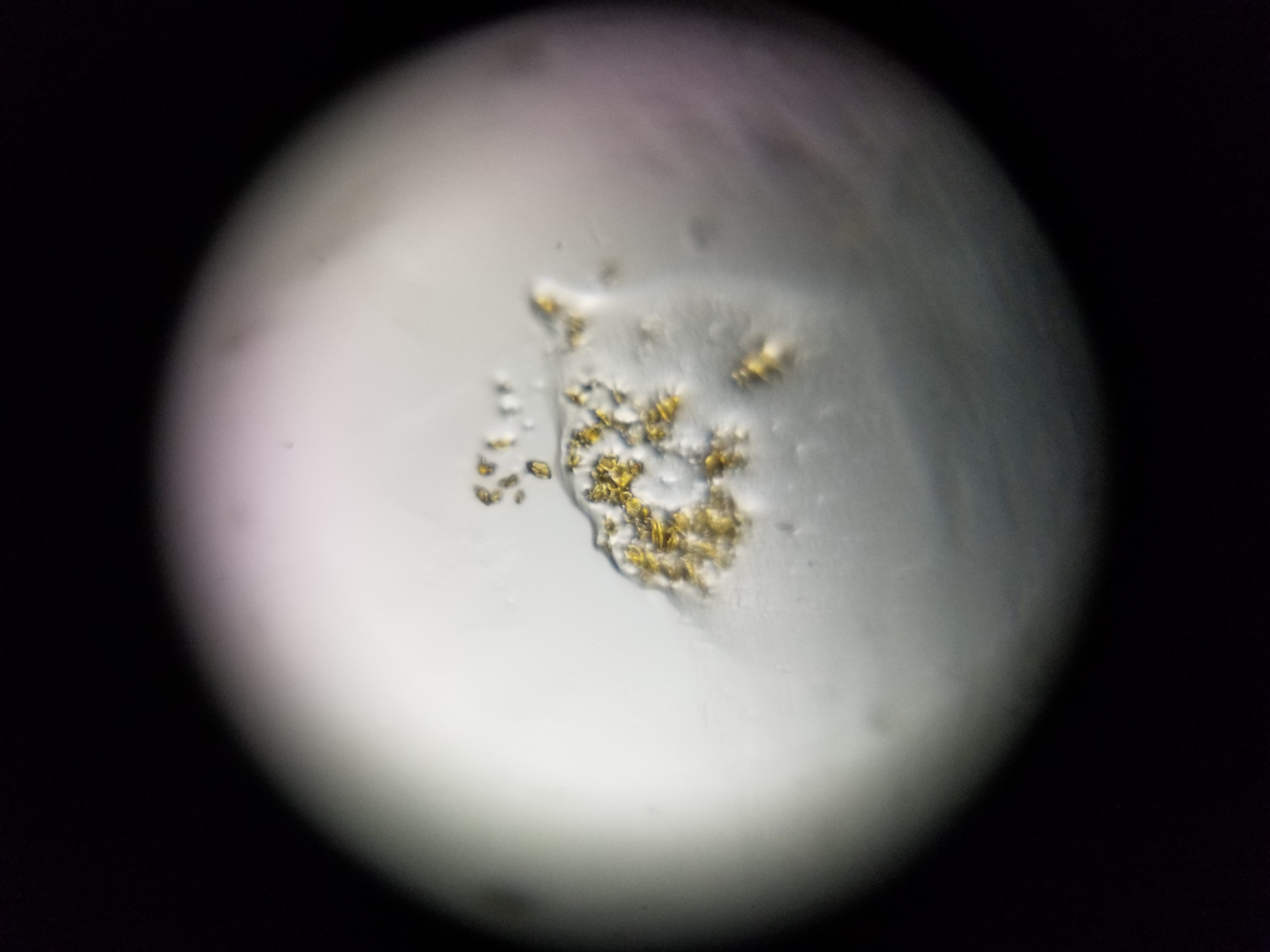 Pollen_Sample-1.jpg