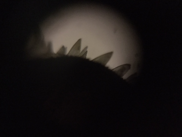 Foldscope-2-pic3.jpg