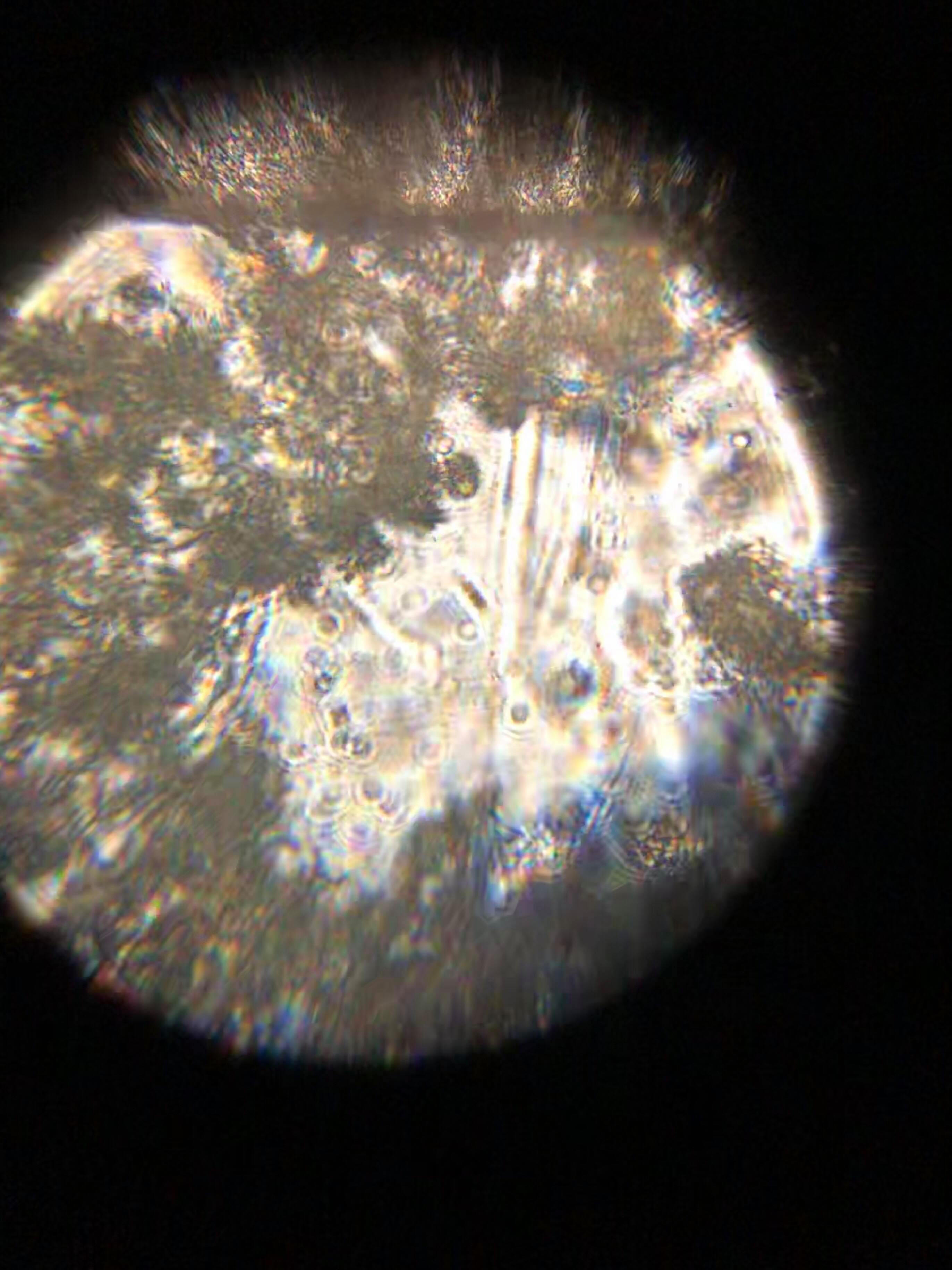 pollen-foldscope-bi1.jpg