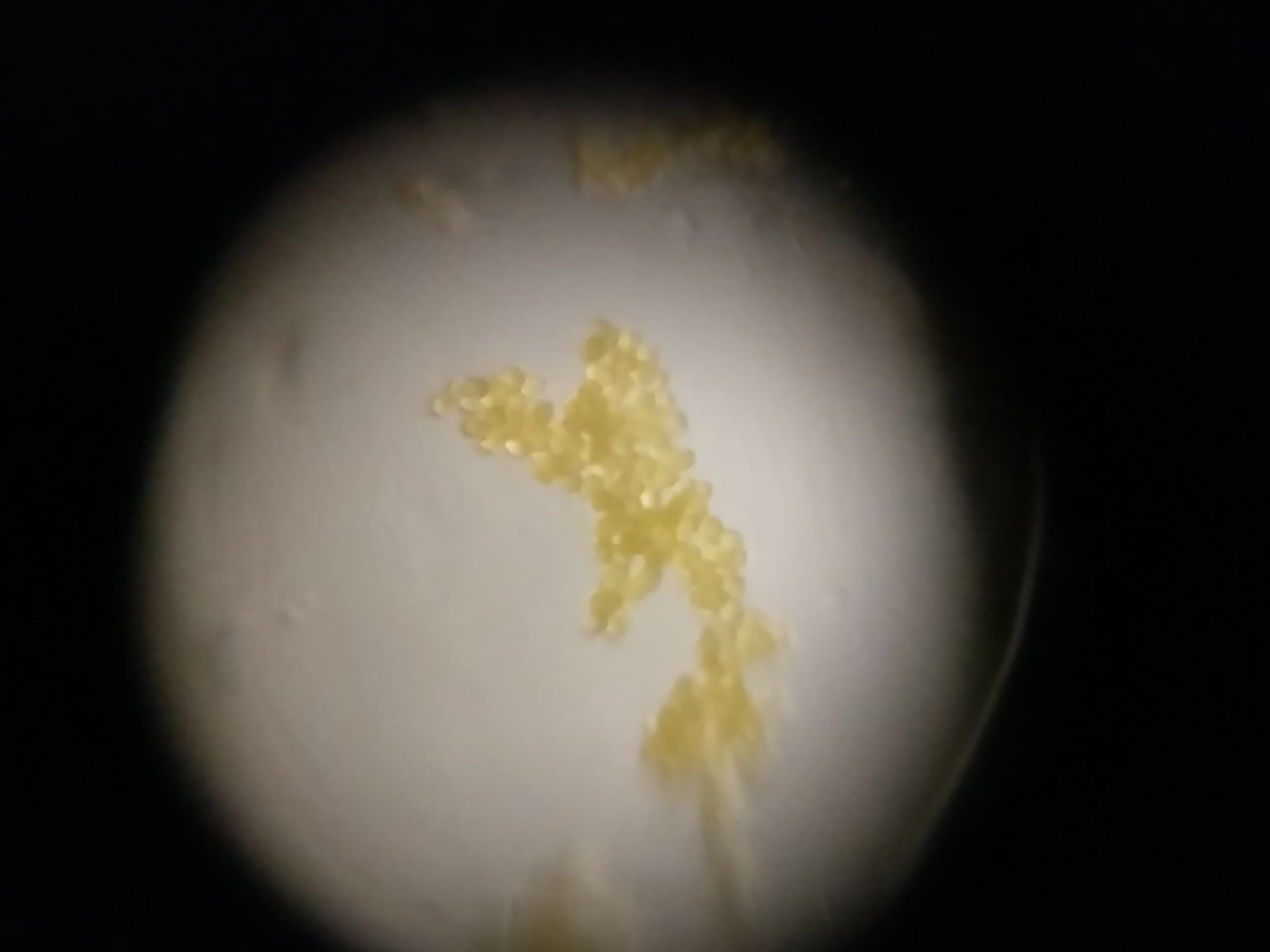 foldscope-pollen.jpg