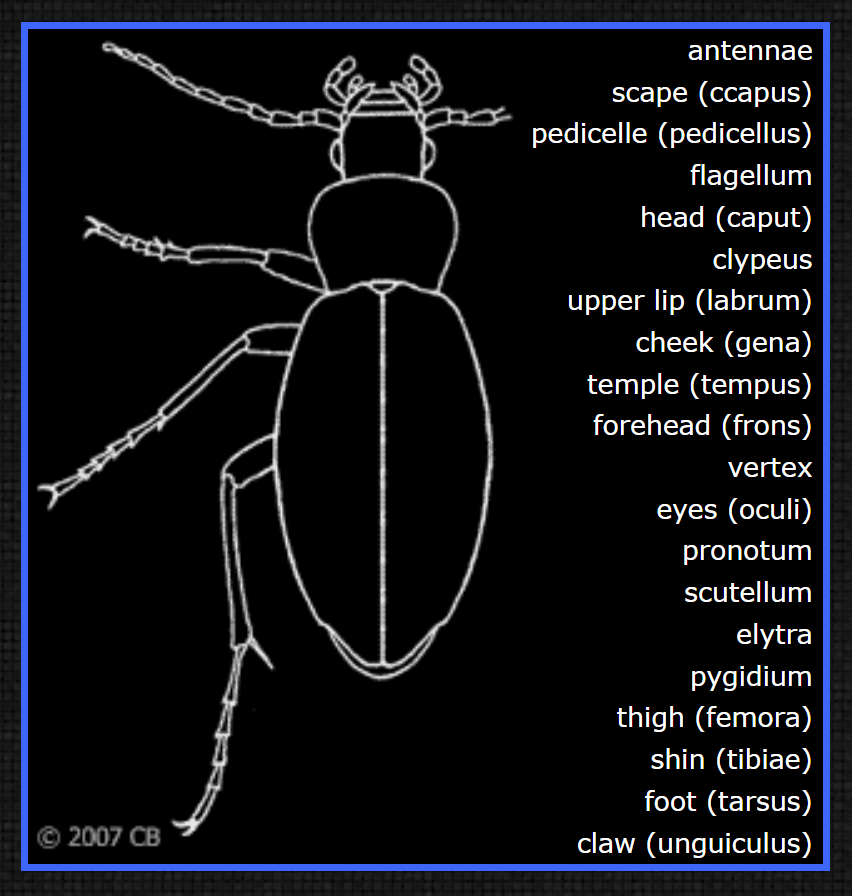 beetle_anat.png