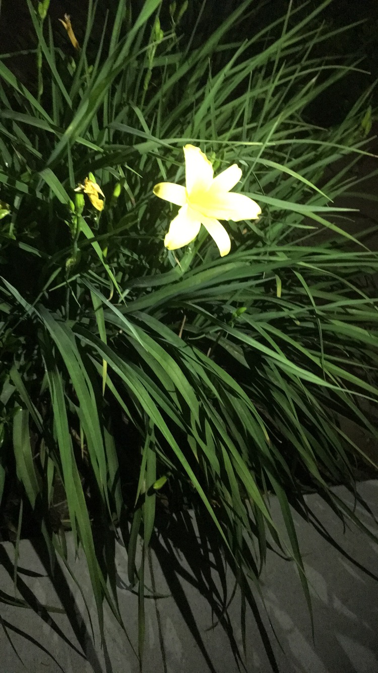 Yellow-Daylily.jpg