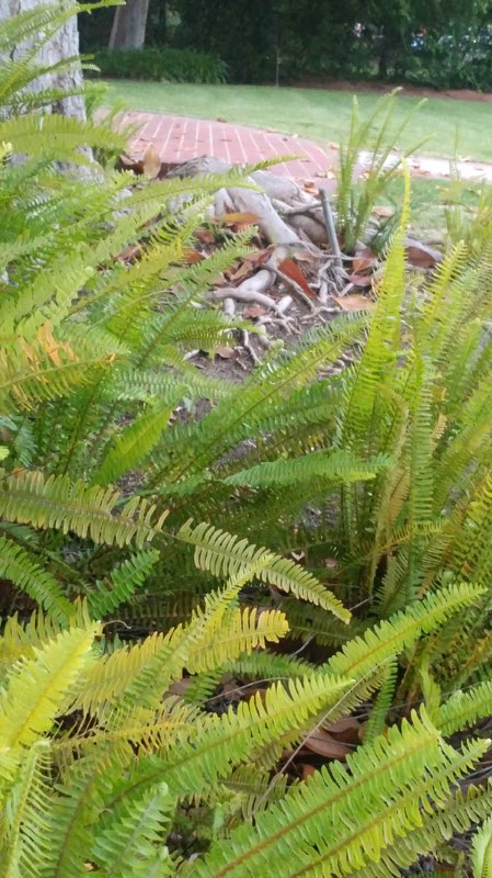 small-fern-context.jpg
