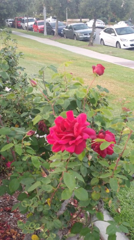red-rose-context.jpg