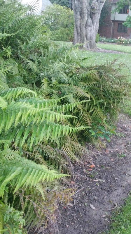 big-fern-context.jpg