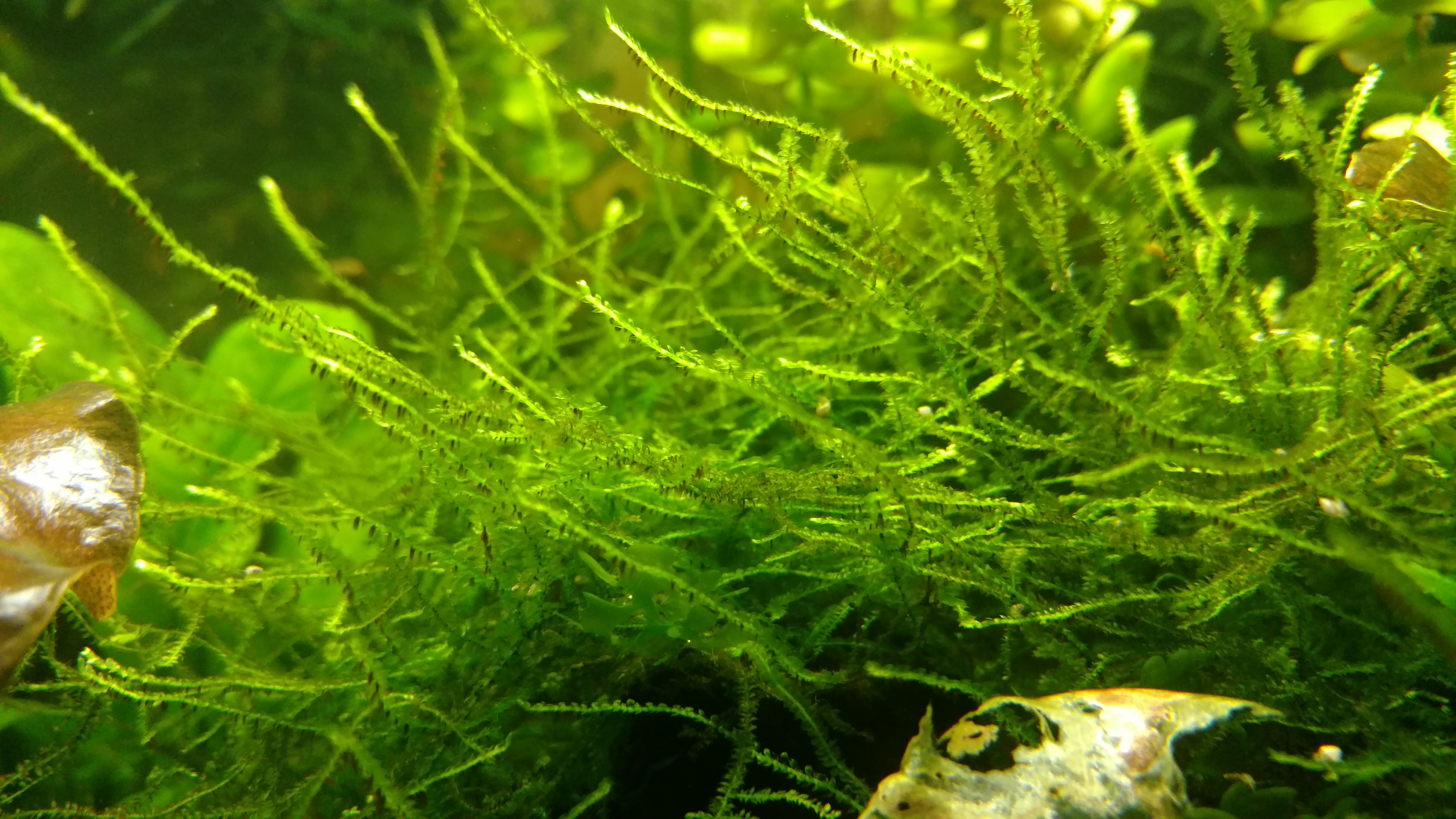 java_moss.jpg