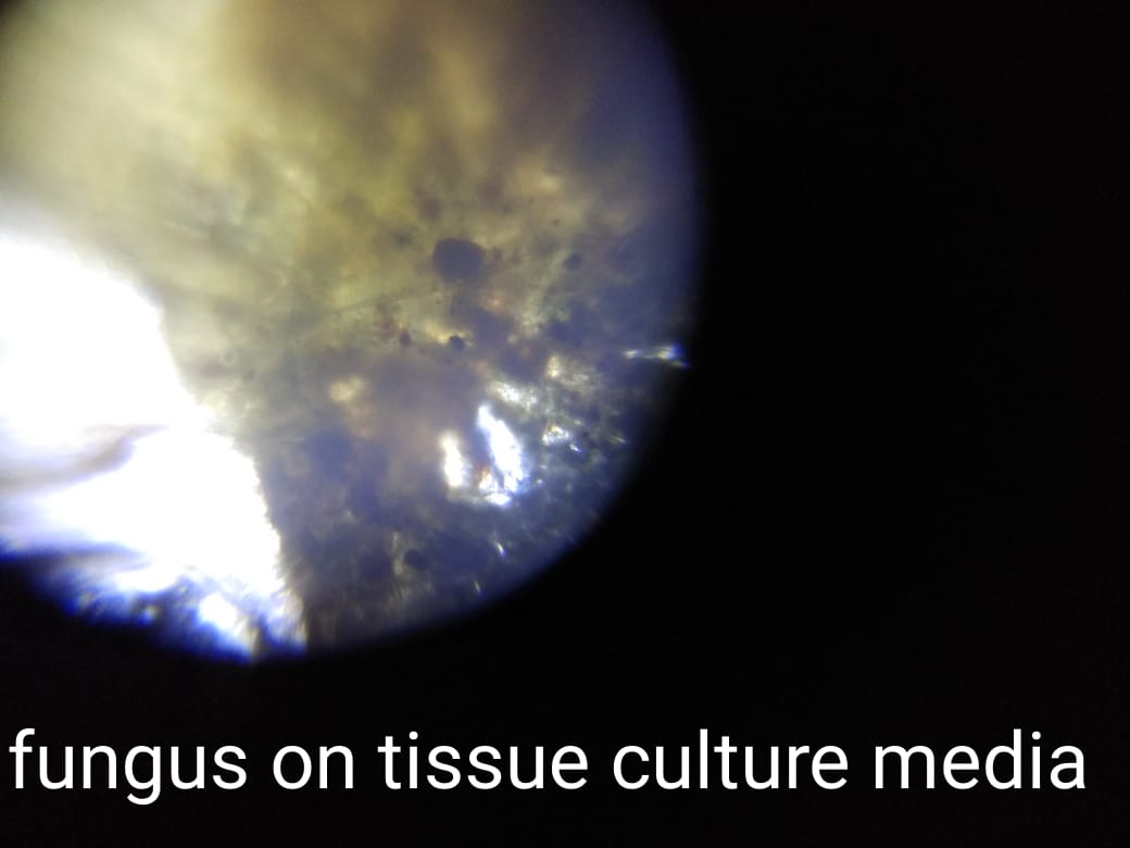 tissue-culture.jpeg