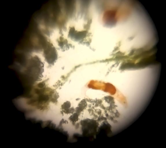 Figure-24.-Microorganisms-found-in-water.jpg