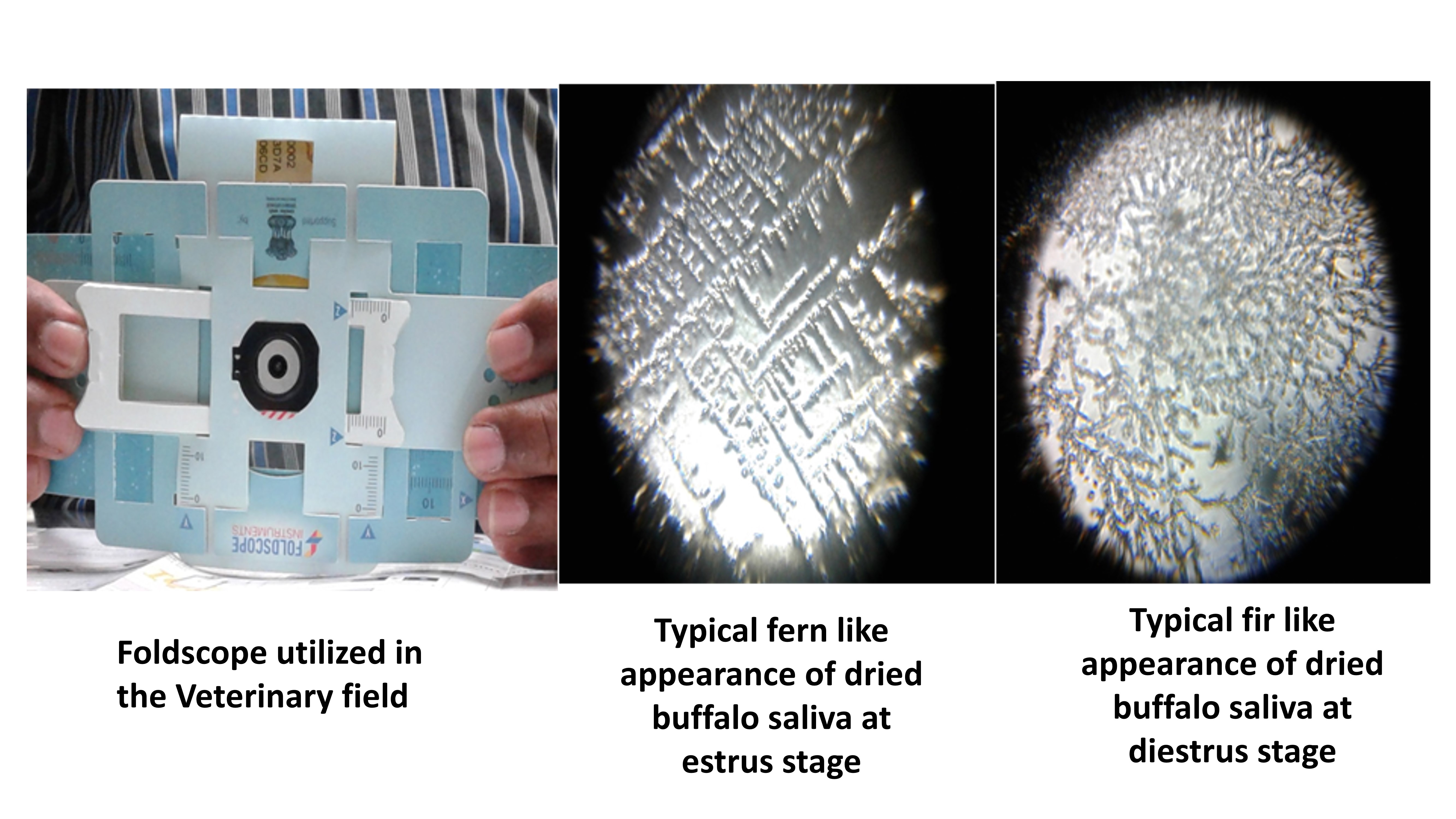Foldscope-Buffalo-saliva-patterns.jpg