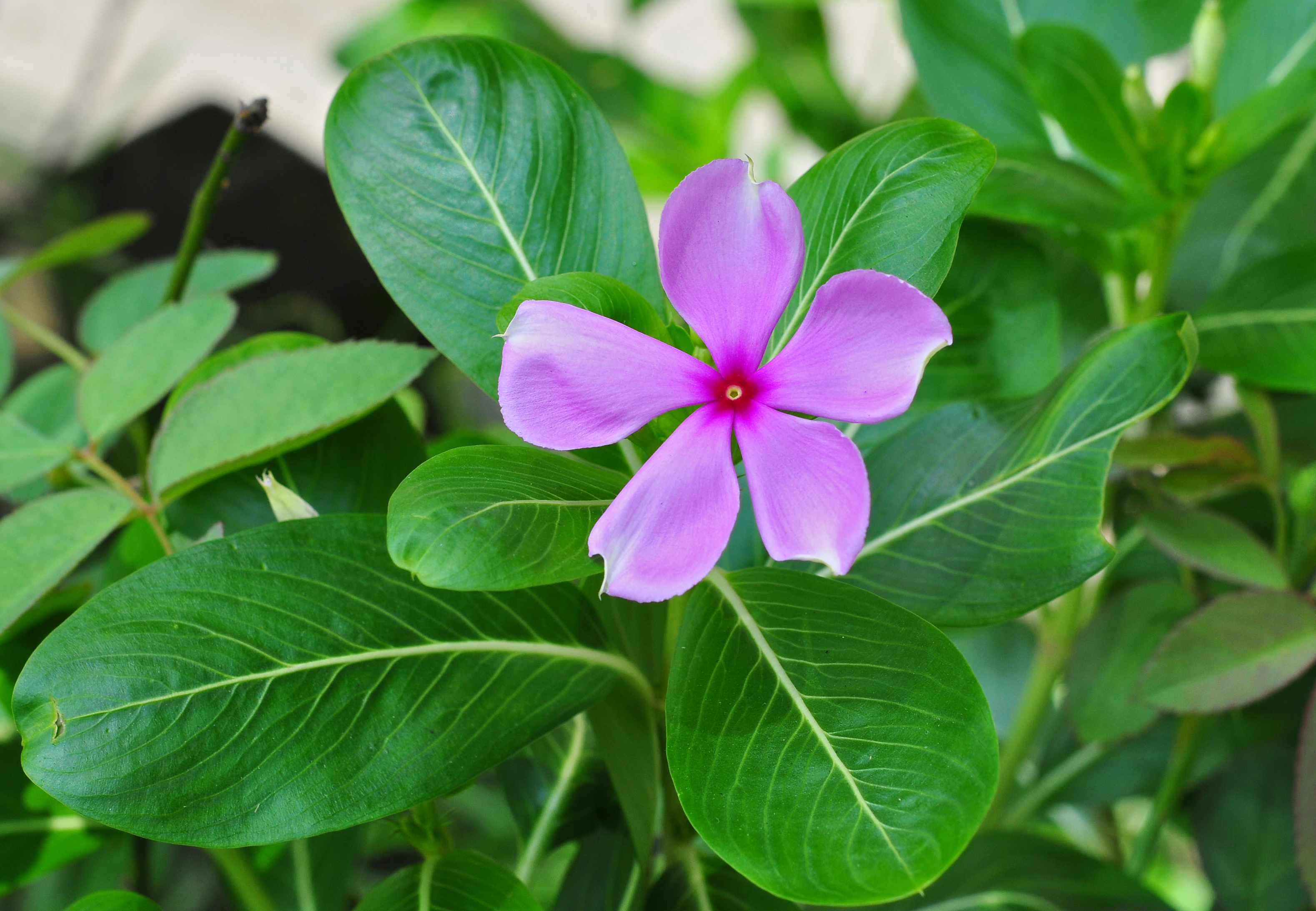 Catharanthus_roseus24_08_2012_1.jpg