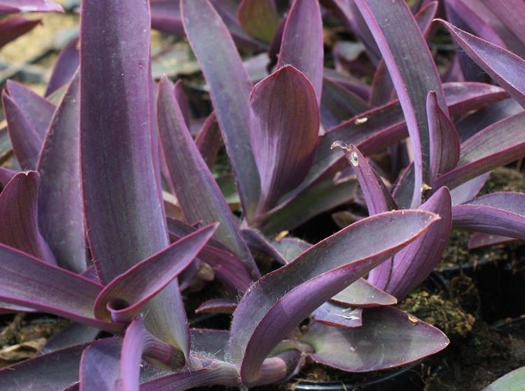 tradescantia.jpg