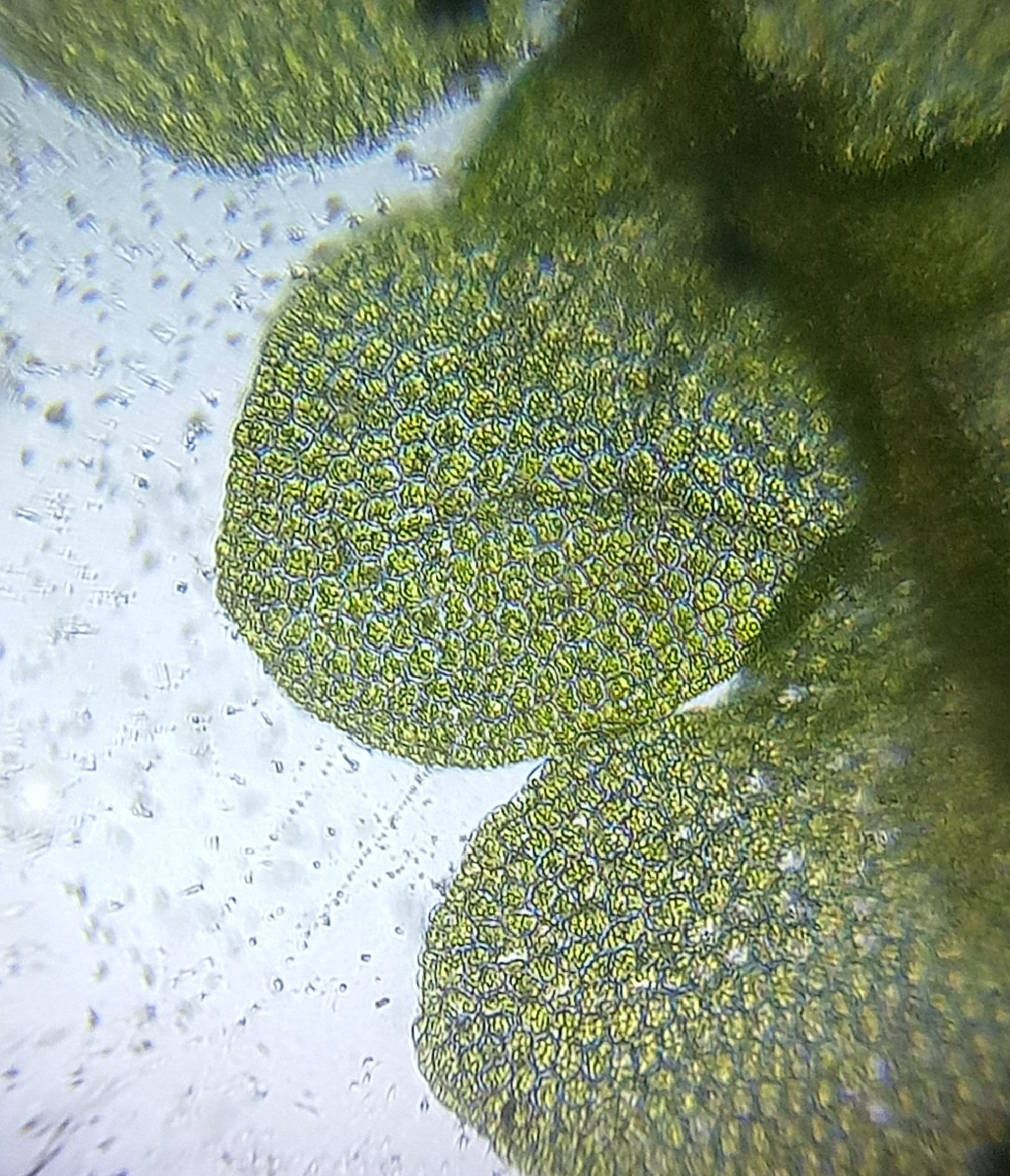 Moss-chloroplast.jpg