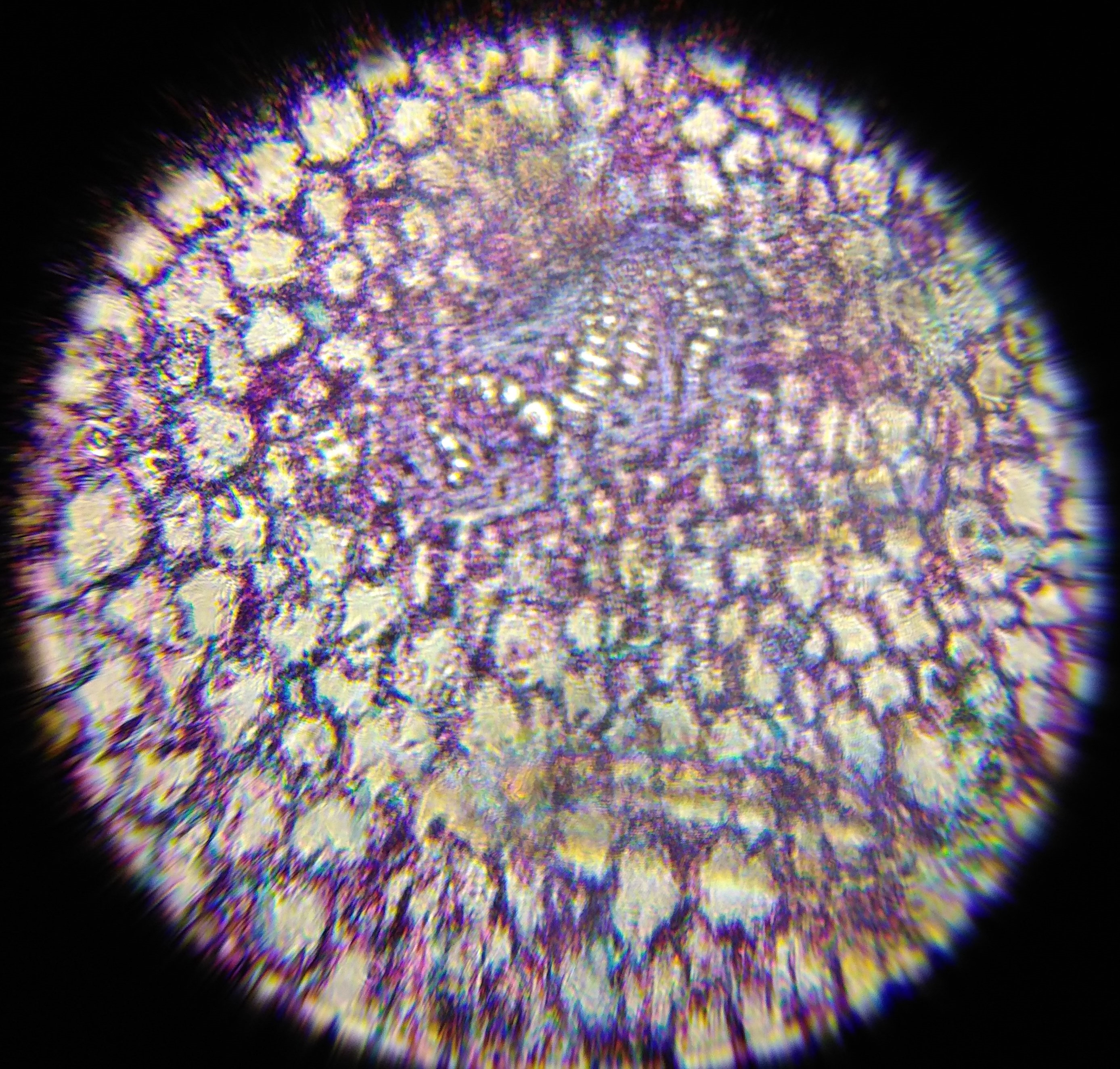 Fern-rhizo-dry-foldscope.jpg