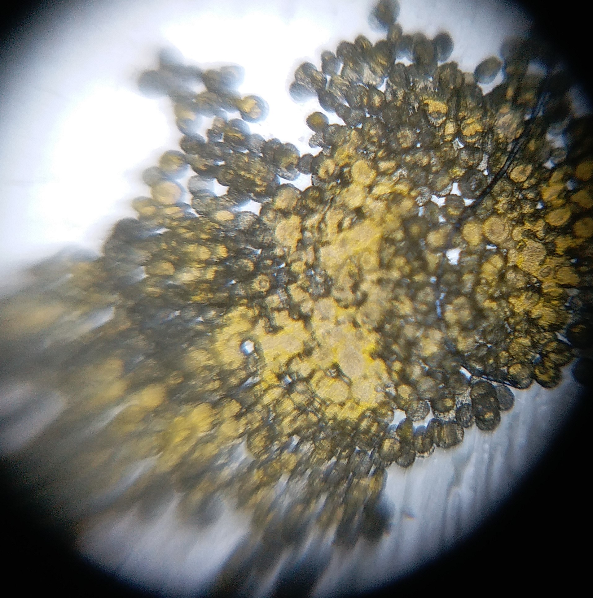 Pollen-grains.jpg