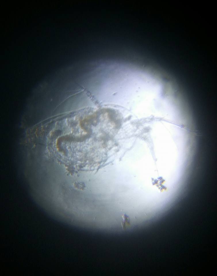 daphnia.jpg