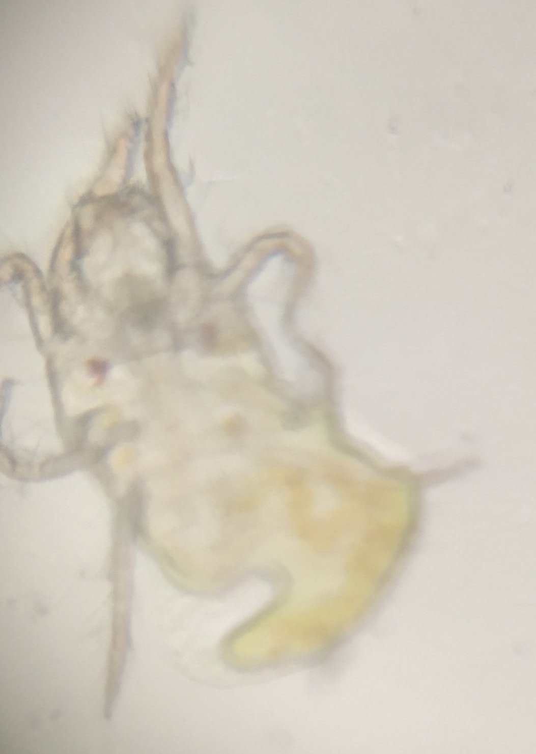Tetranychid-mite-from-tomato.jpg