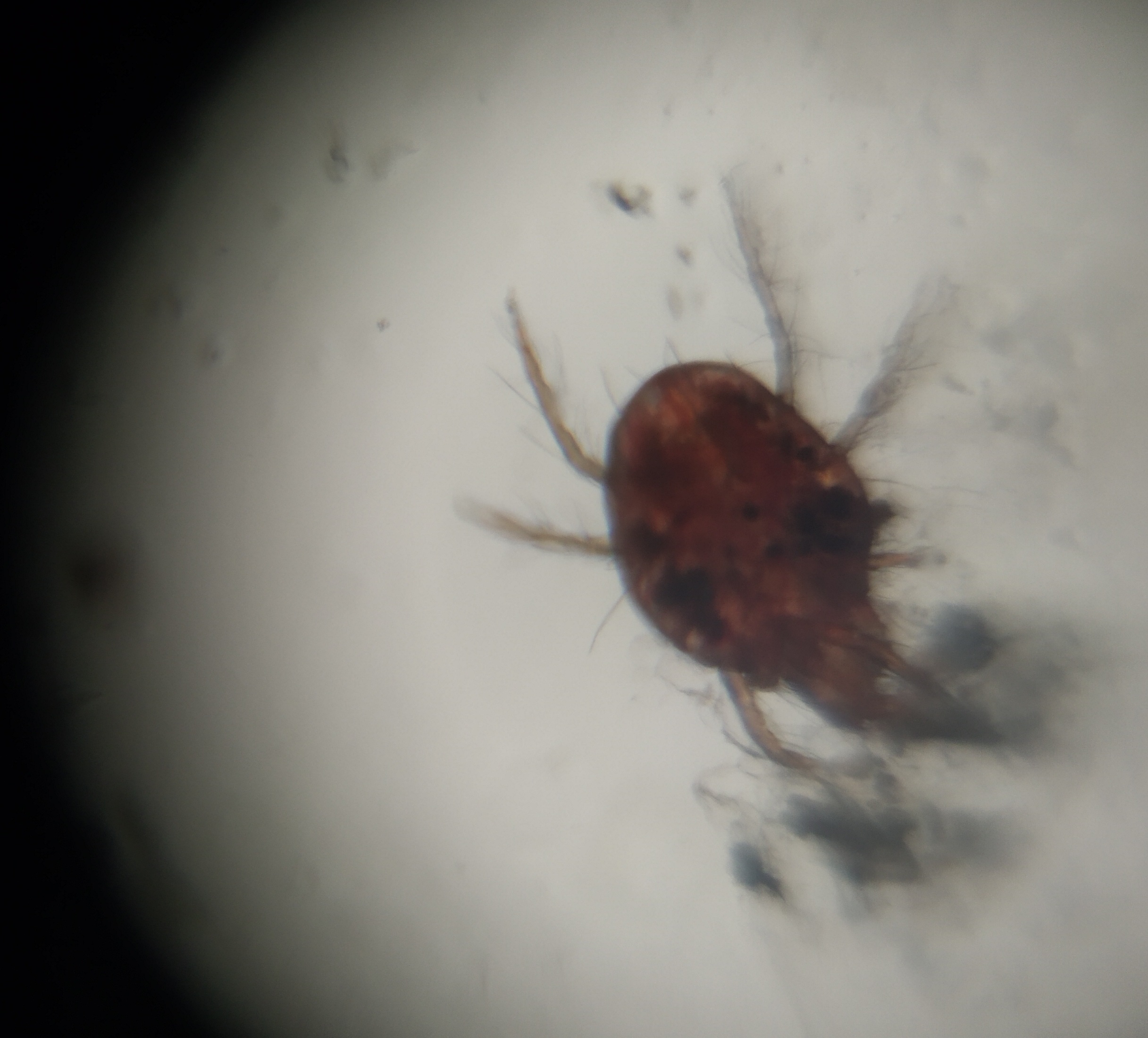Red-spider-mite-from-maize.jpg
