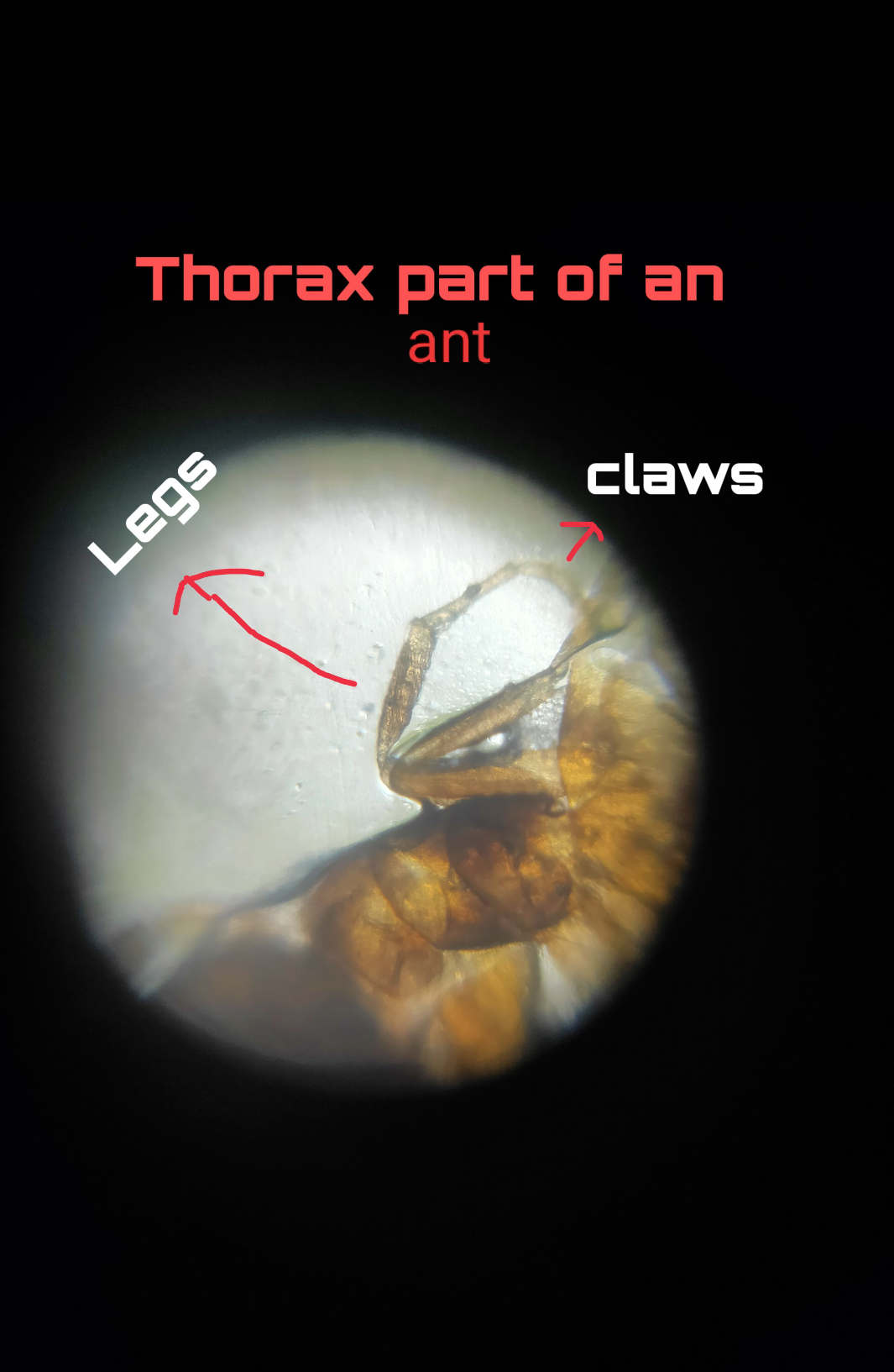 Thorax-of-ant.png
