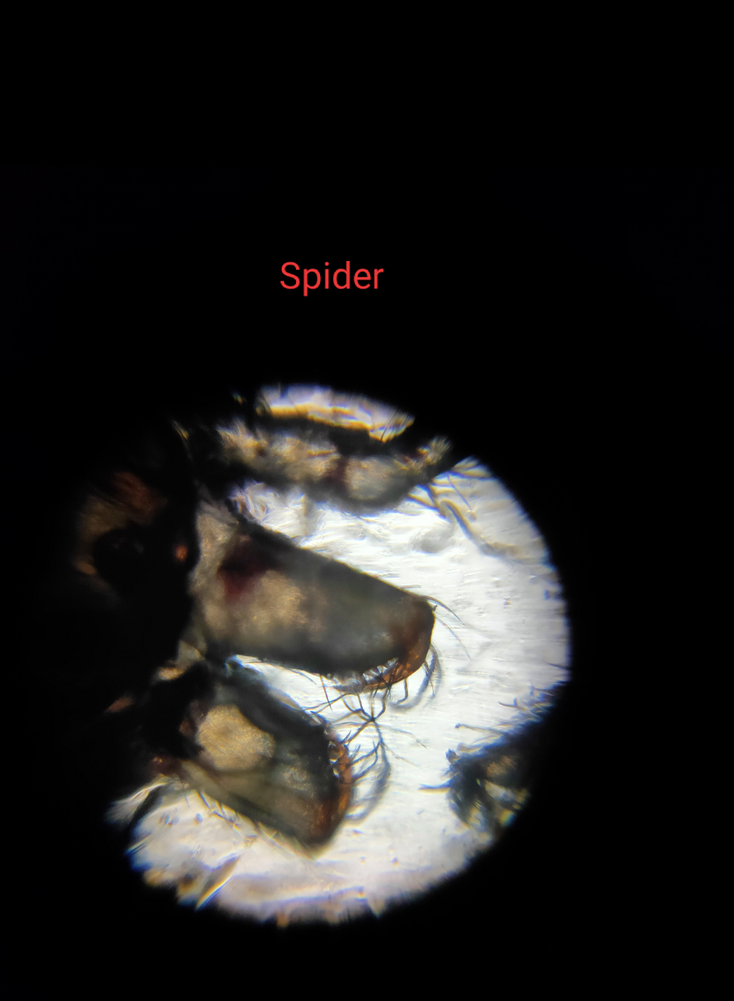 spider.png