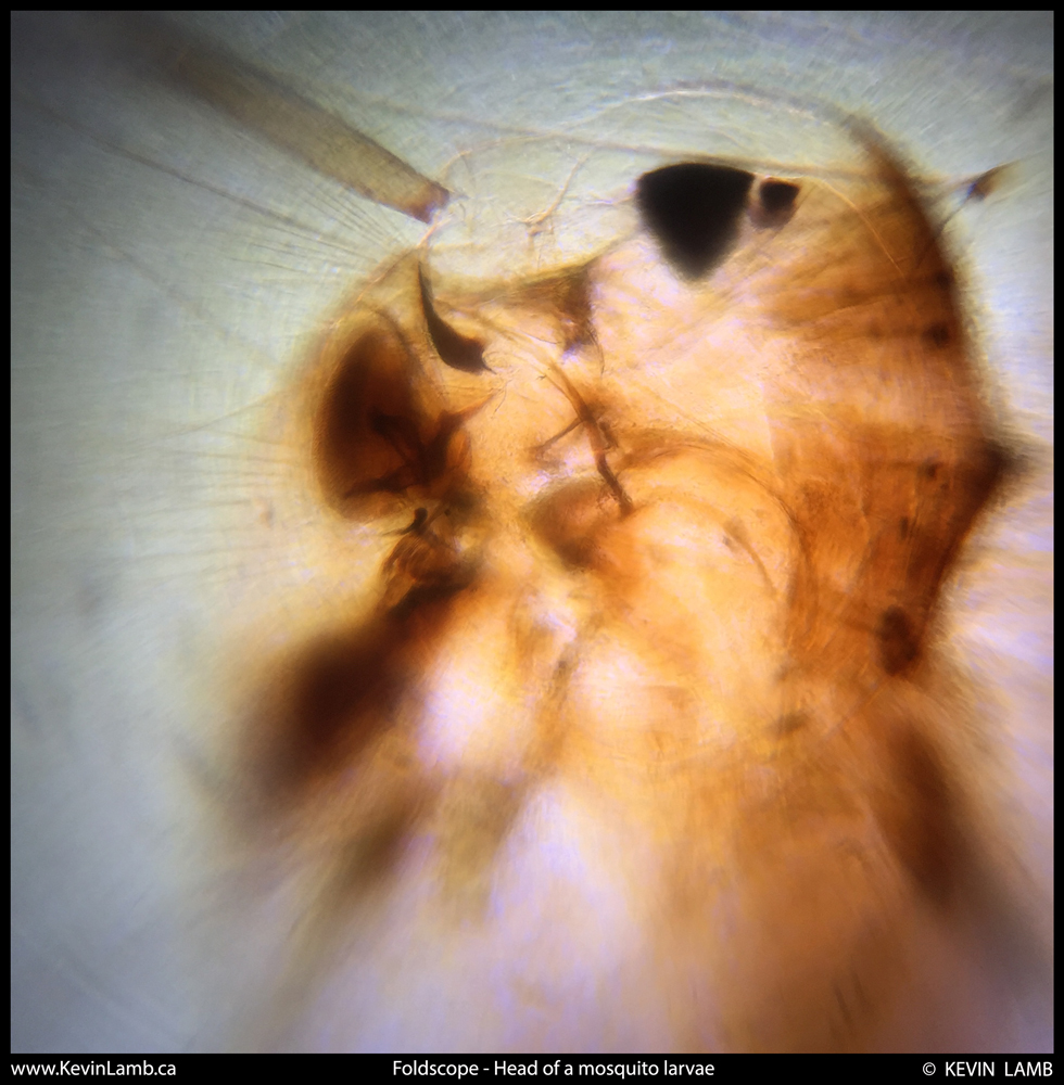 Foldscope-GlassSlide-MosqLarvae-Feb15th2015-1web.jpg