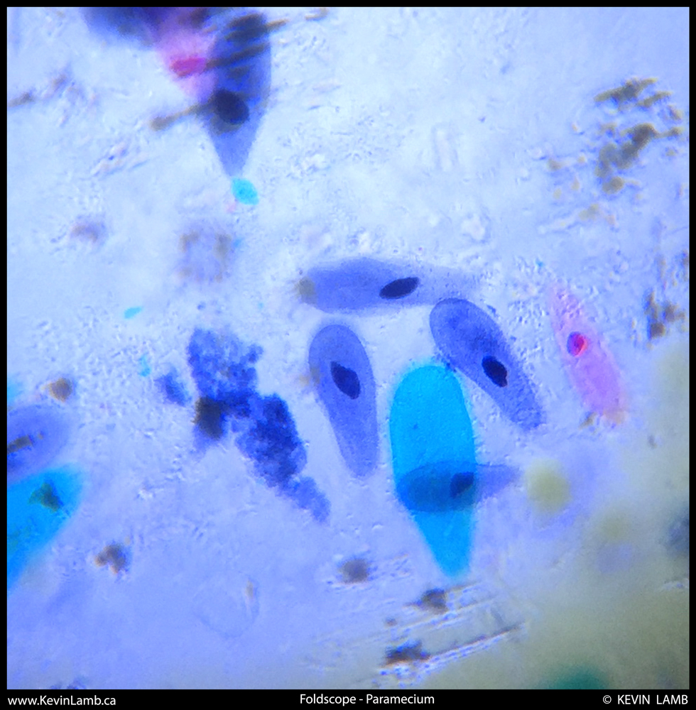 Foldscope-GlassSlide-Paramecium-Feb15th2015-1web.jpg